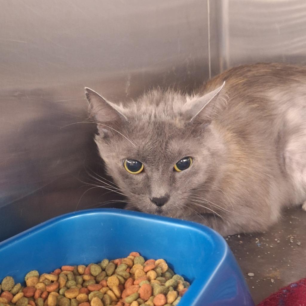 Fidget, Adoptable, Adult Female Domestic Short Hair.