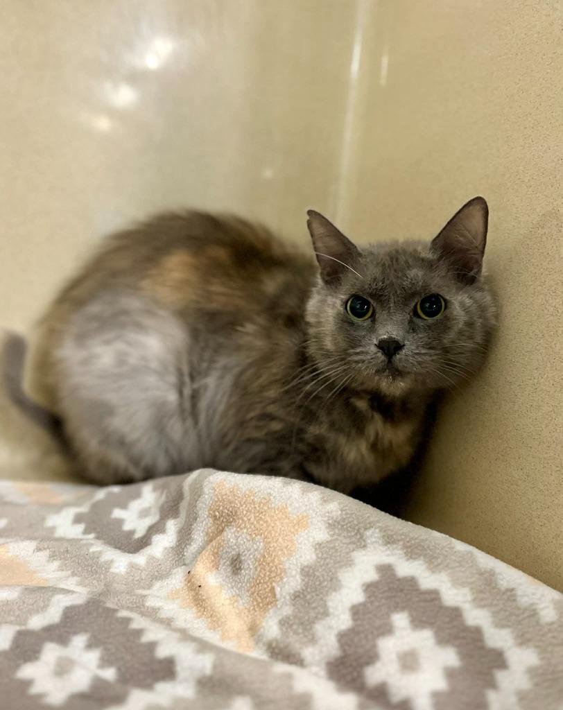 Enlarge Fidget, a Adoptable mixed breed in Gautier, MS image 2/2