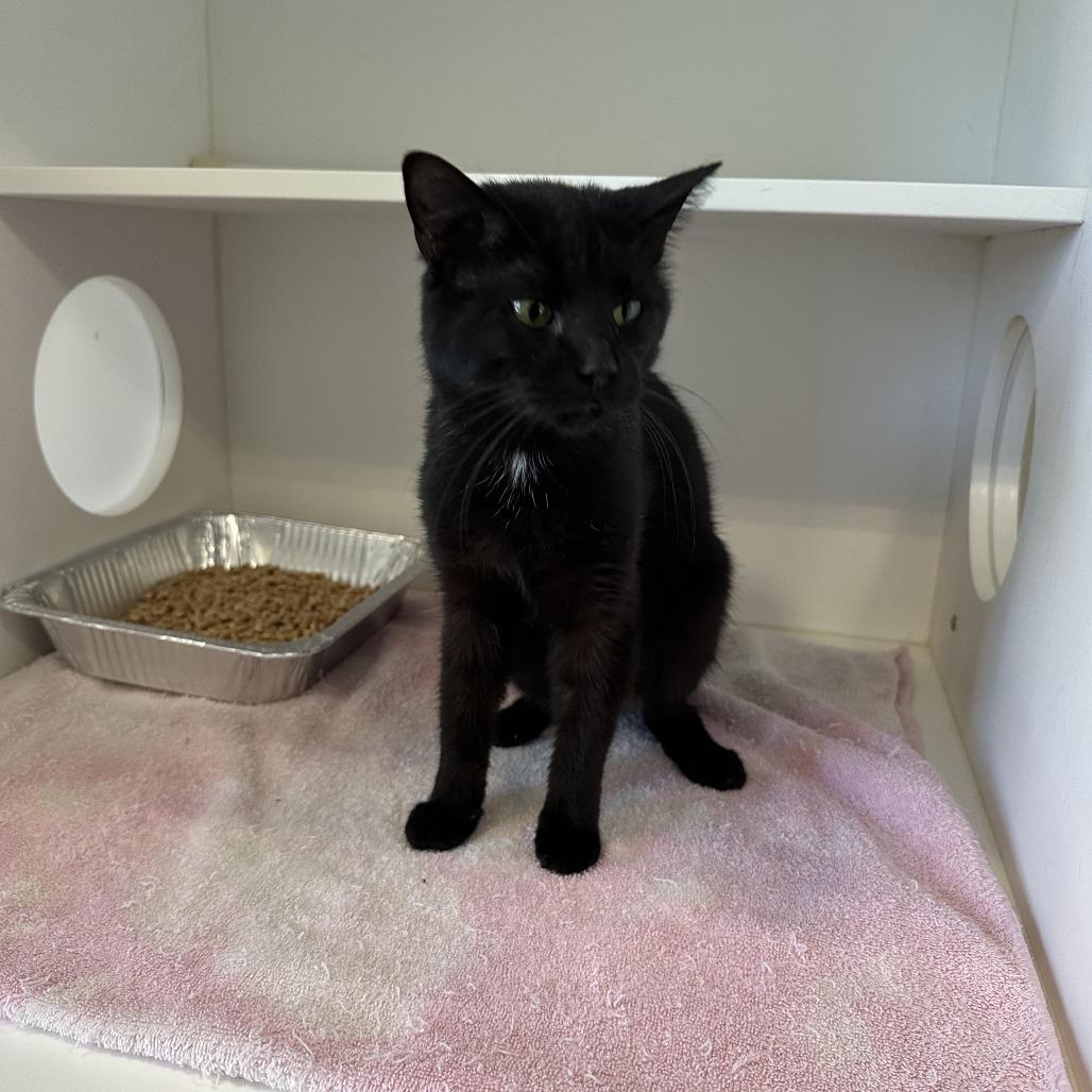 TILAPIA, Adoptable, Adult Male Domestic Short Hair.