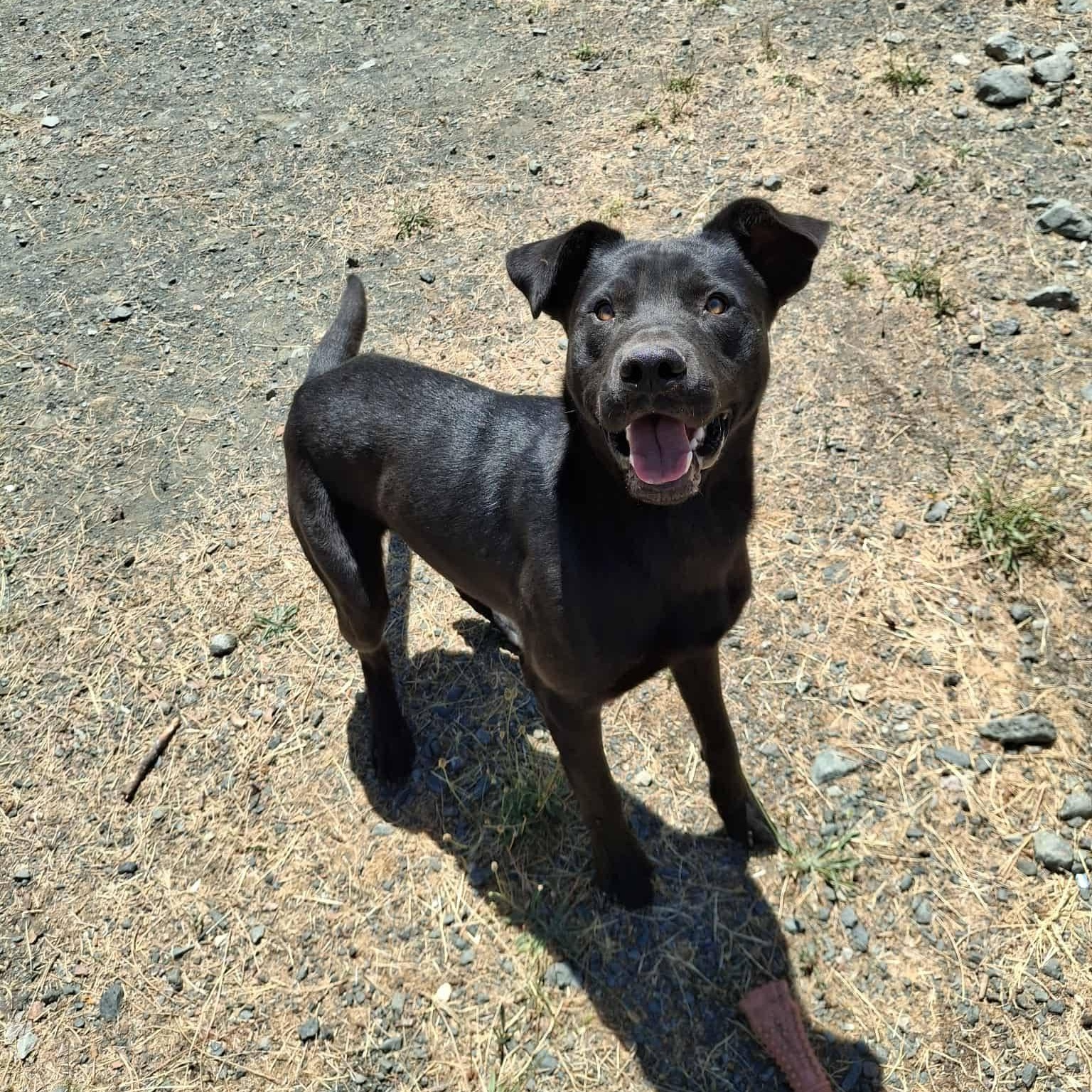 Jet, Adoptable, Adult Male Black Labrador Retriever.
