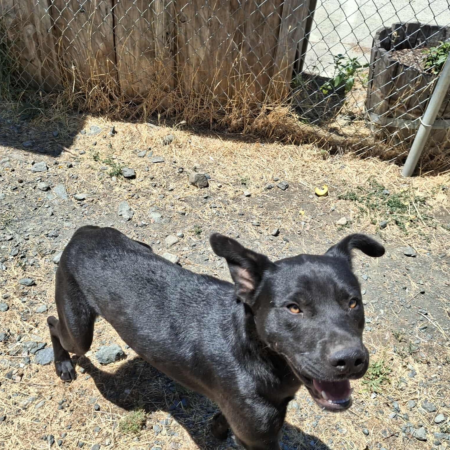 Jet, a Adoptable mixed breed in Weaverville, CA image 2/5