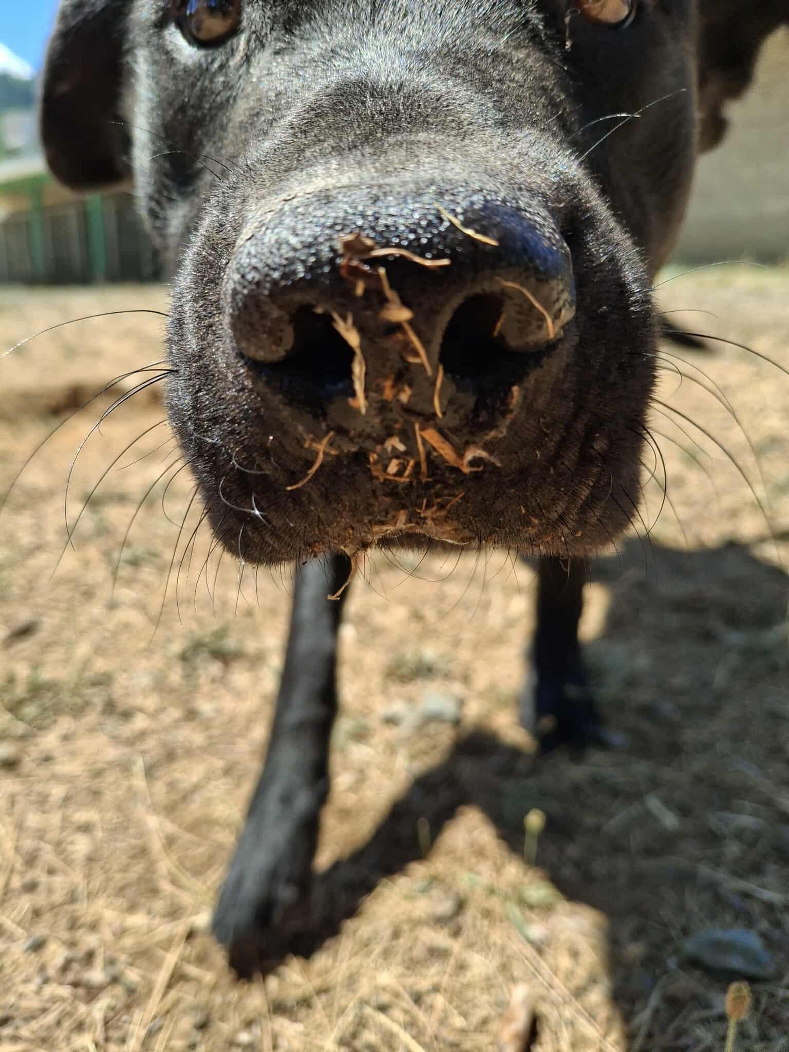 Jet, an adoptable Black Labrador Retriever in Weaverville, CA, 96093 | Photo Image 2