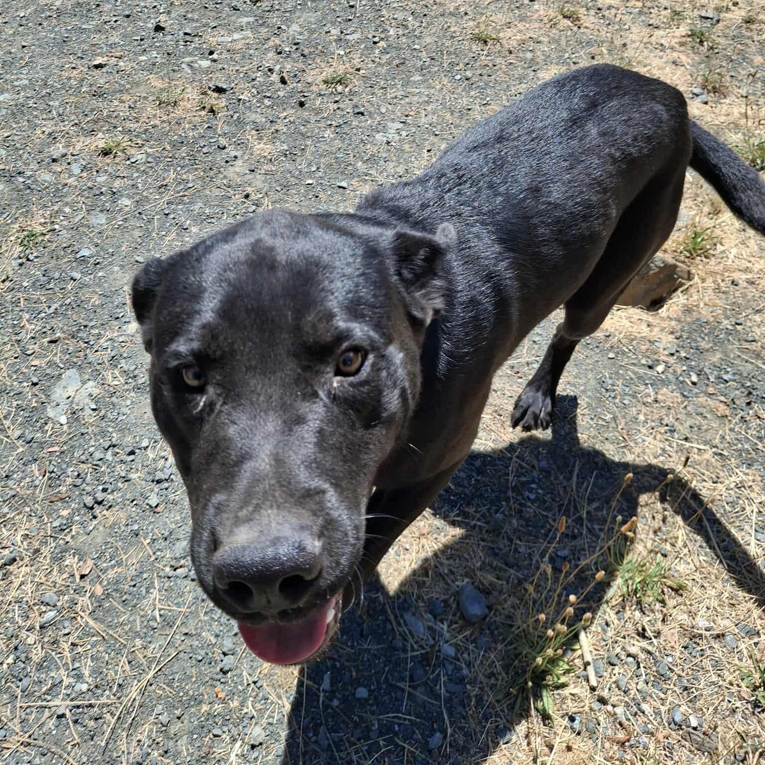 Jet, a Adoptable mixed breed in Weaverville, CA image 4/5
