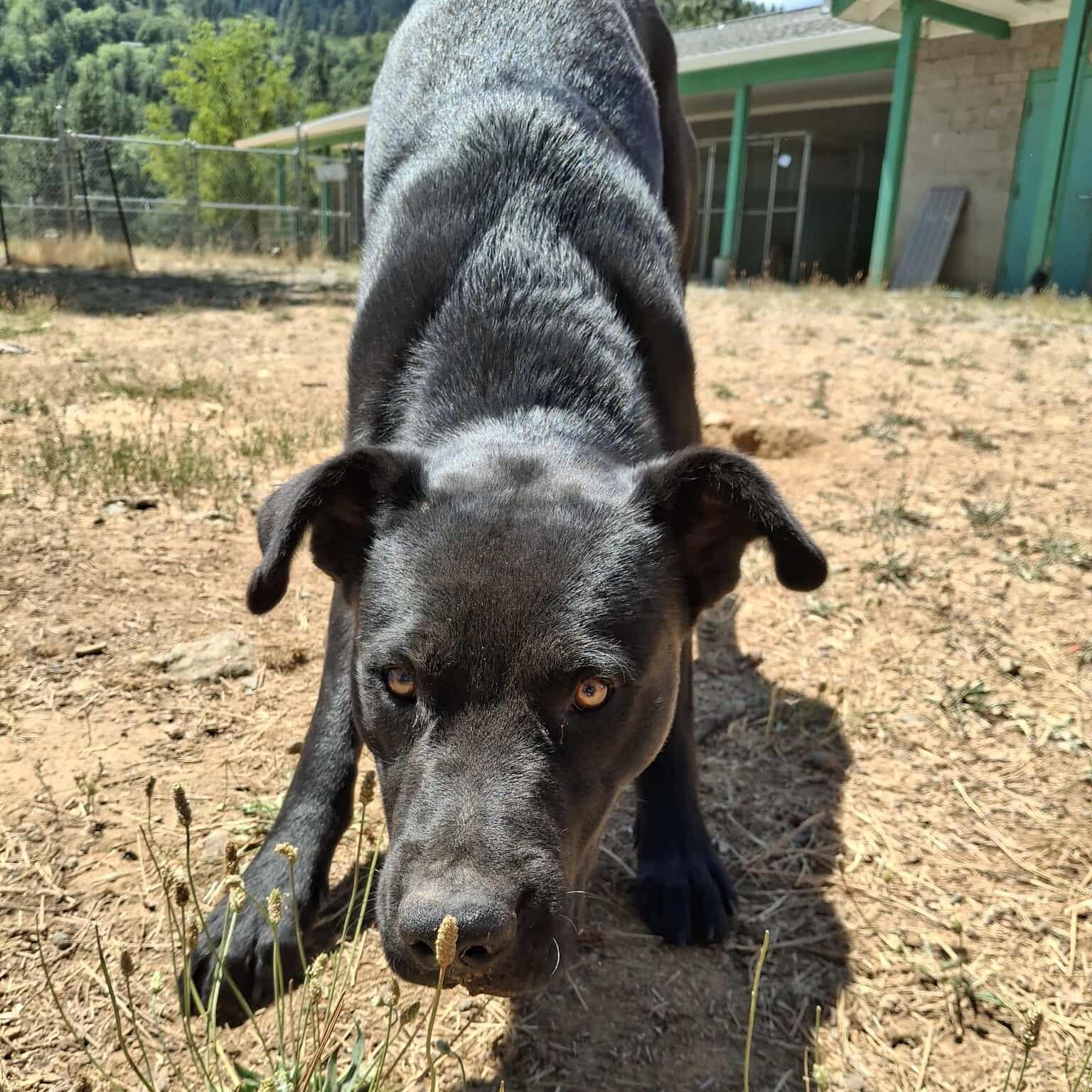 Jet, an adoptable Black Labrador Retriever in Weaverville, CA, 96093 | Photo Image 3