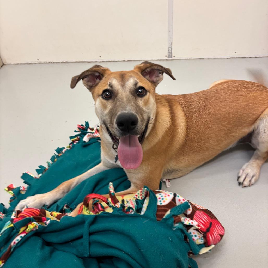 Enlarge Bruno, a Adoptable Mixed Breed in Milan, IL image 1/6