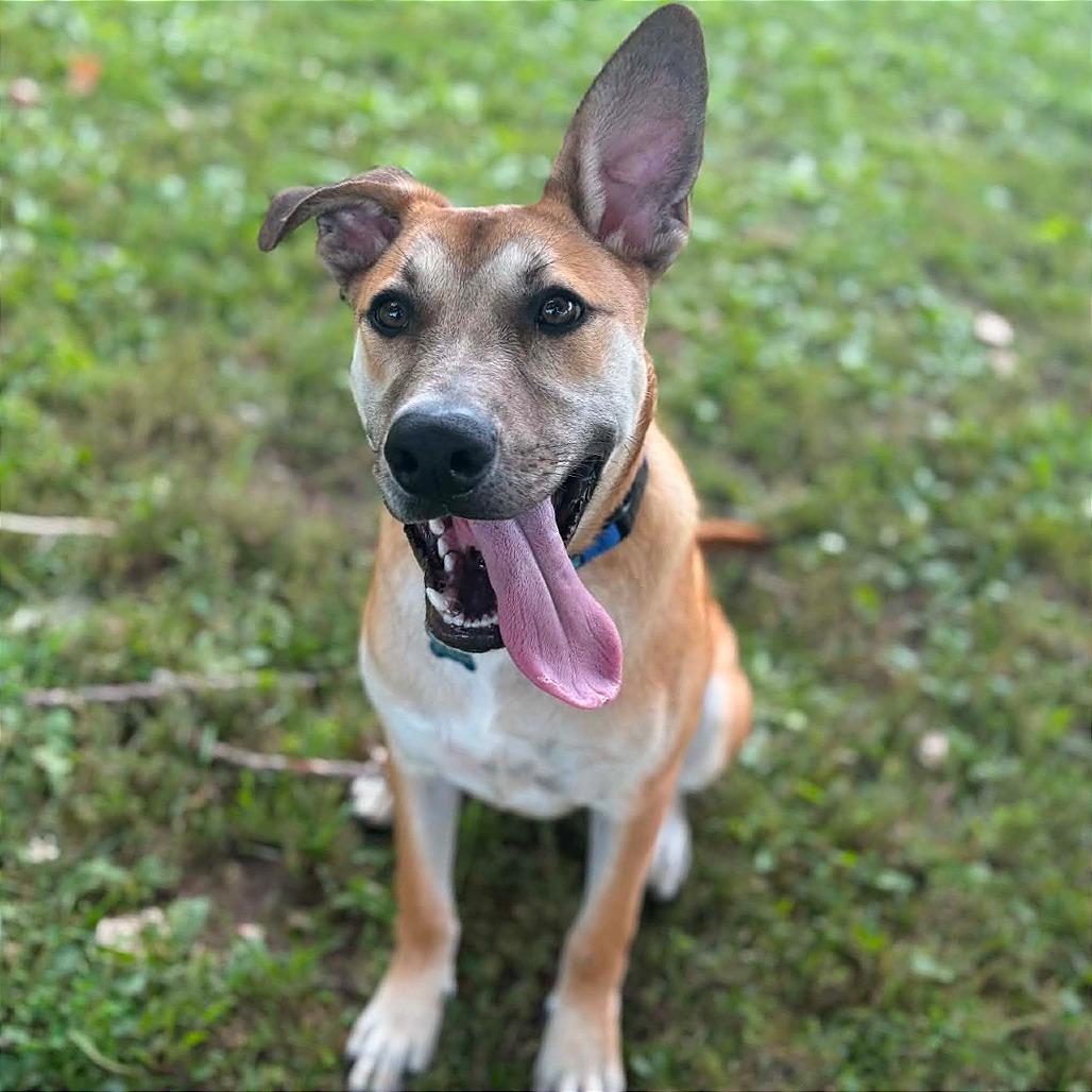 Enlarge Bruno, a Adoptable Mixed Breed in Milan, IL image 2/6