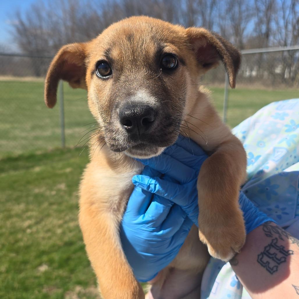 Enlarge Bruno, a Adoptable Mixed Breed in Milan, IL image 3/6