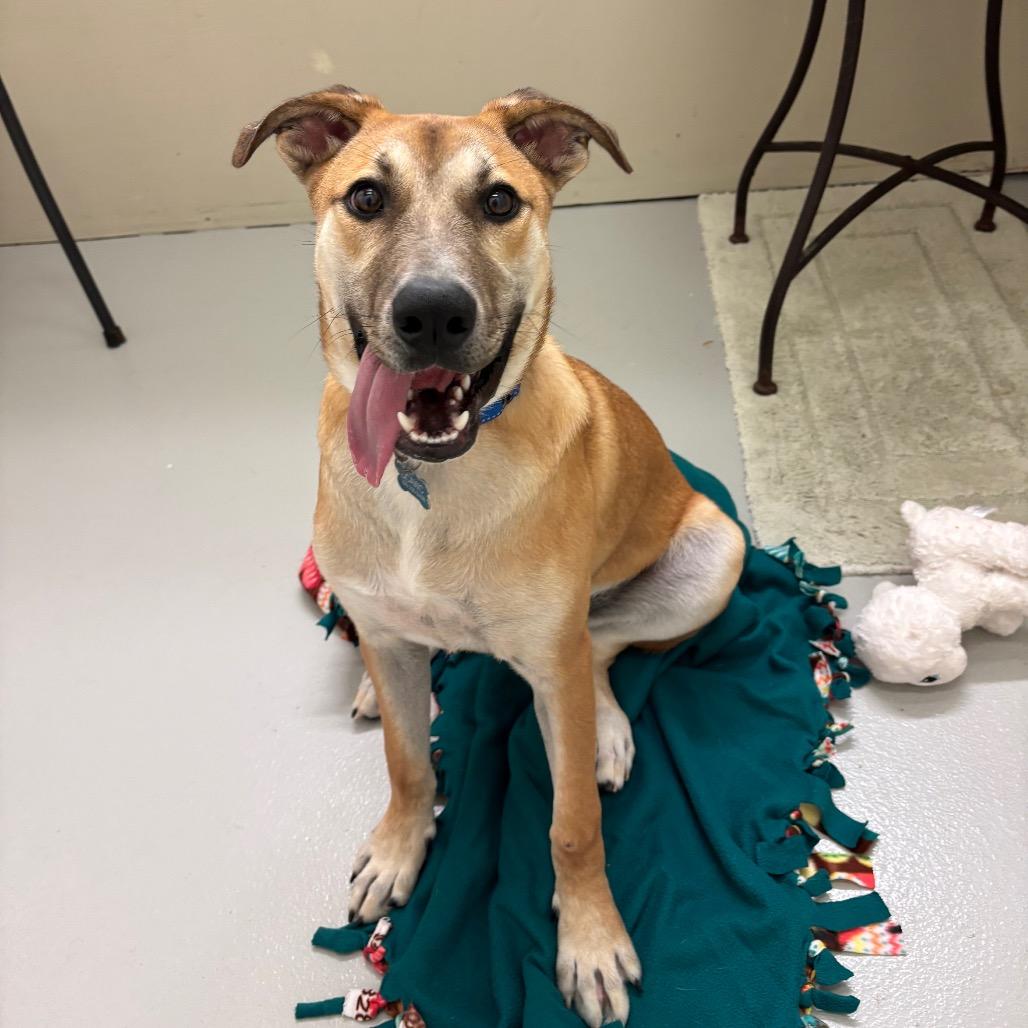 Enlarge Bruno, a Adoptable Mixed Breed in Milan, IL image 4/6