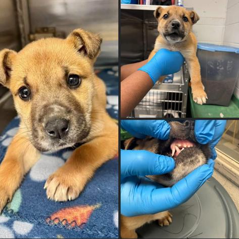 Enlarge Bruno, a Adoptable Mixed Breed in Milan, IL image 5/6