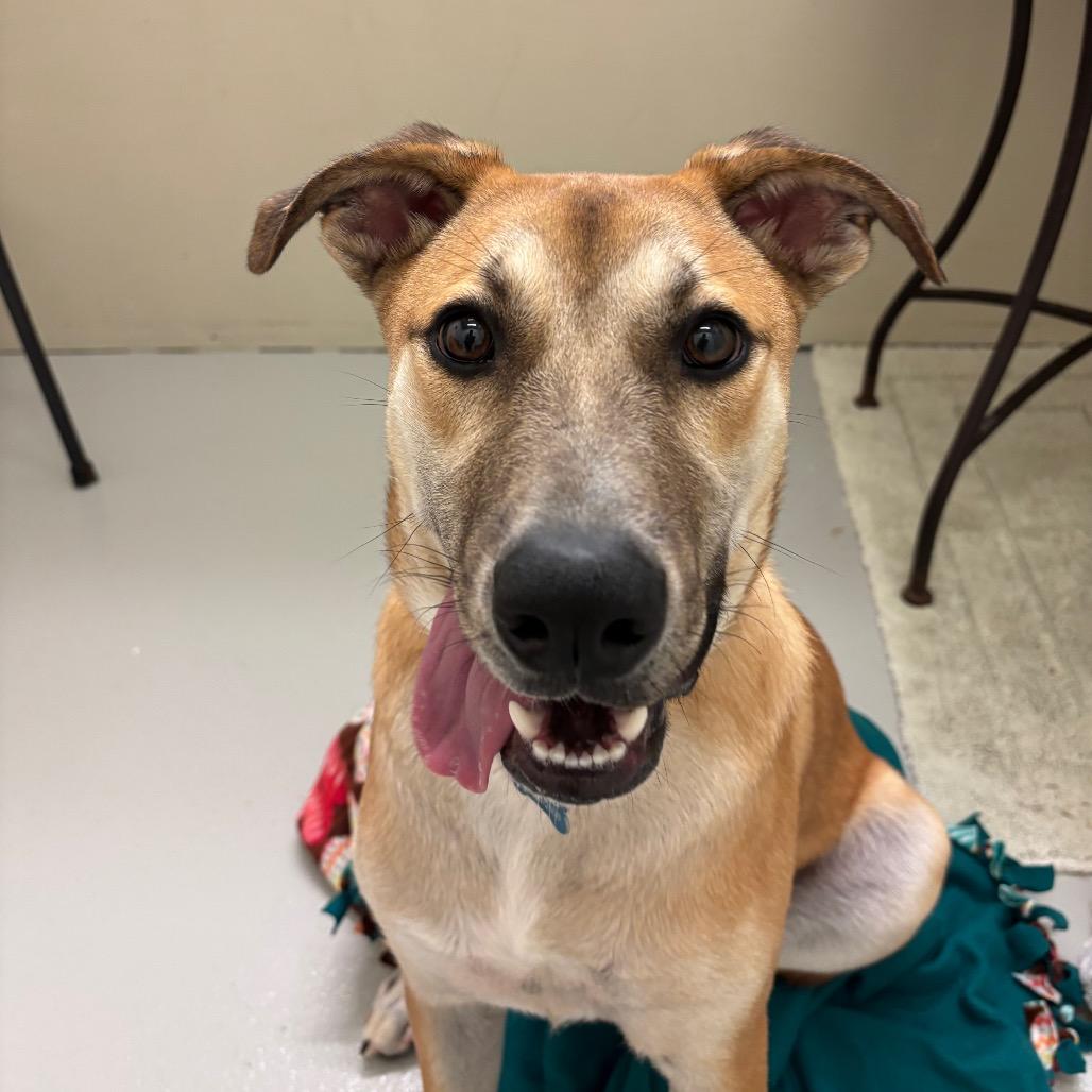 Enlarge Bruno, a Adoptable Mixed Breed in Milan, IL image 6/6