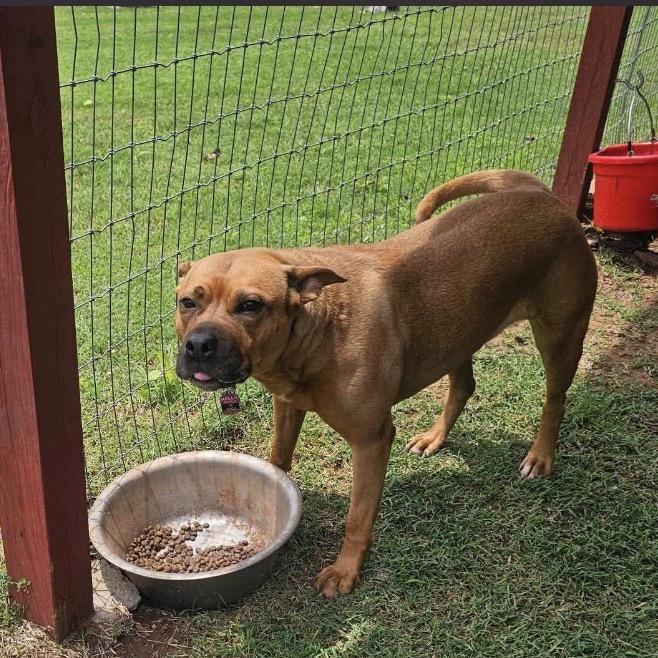 Enlarge Tori, a Adoptable Boxer in Newcastle, OK image 1/1
