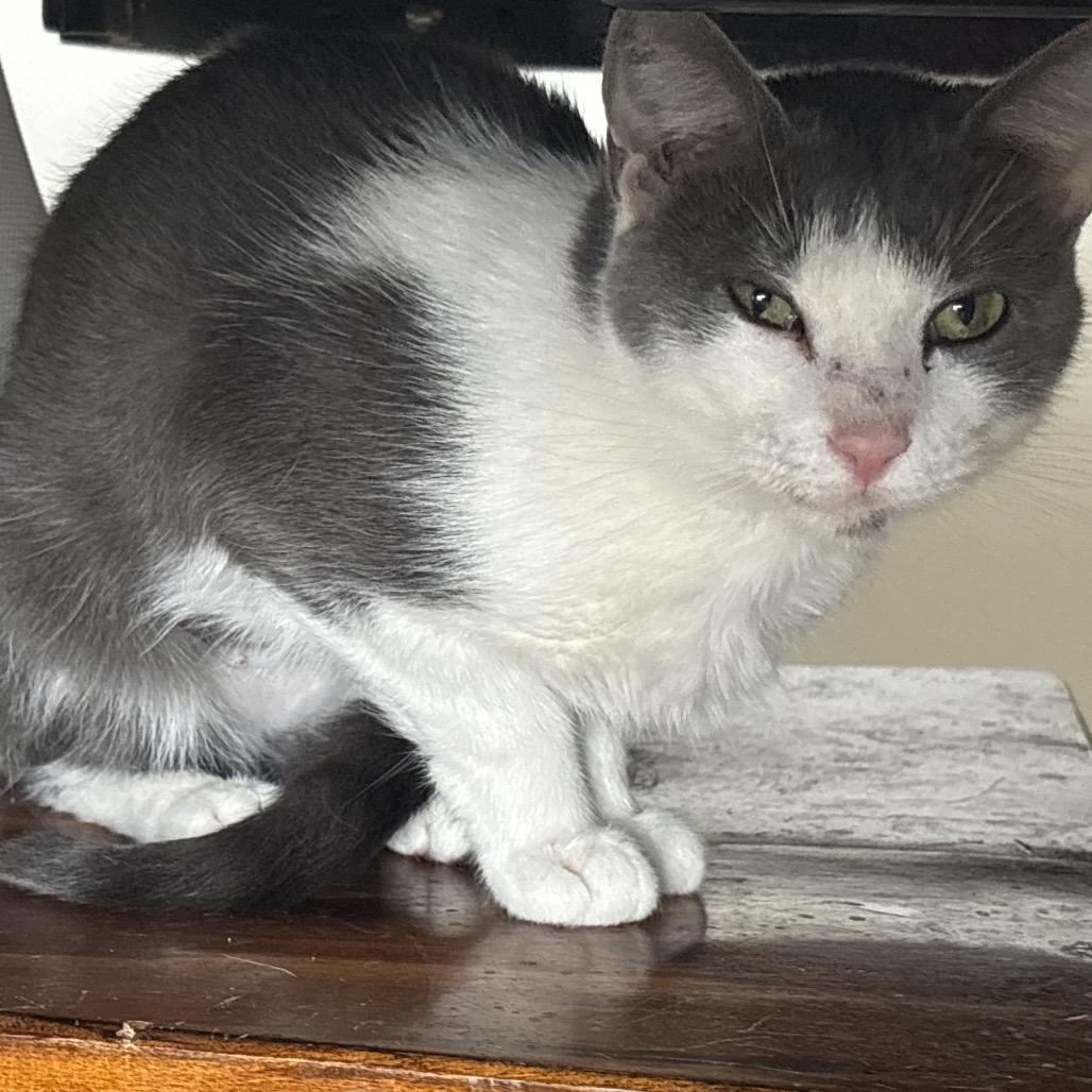 Madison, ADOPTABLE, Adult Female Domestic Short Hair.