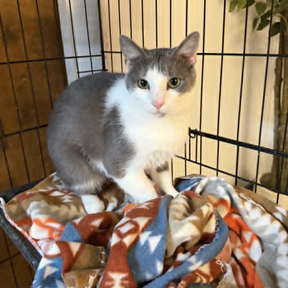 Enlarge Madison, a ADOPTABLE Domestic Short Hair in Muncie, IN image 1/2