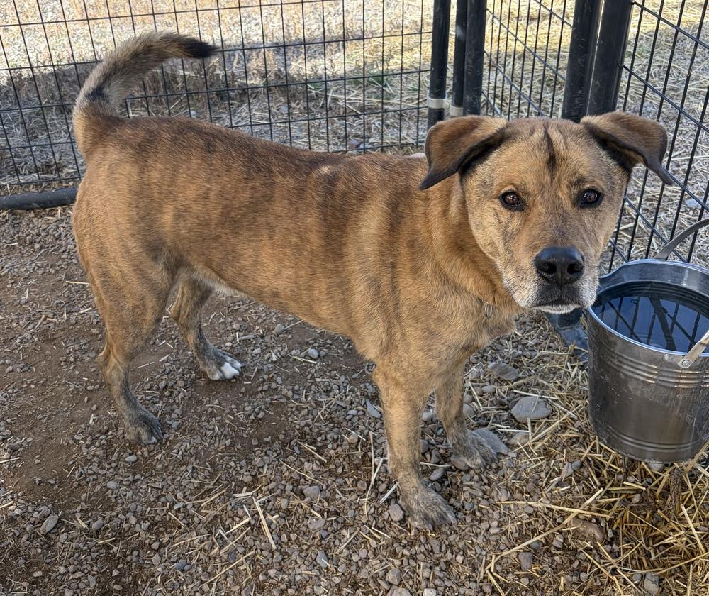 Kevin, Adoptable, Adult Male Pit Bull Terrier.