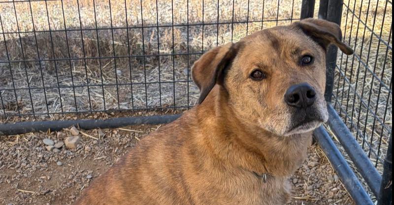 Enlarge Kevin, a Adoptable mixed breed in Challis, ID image 2/3