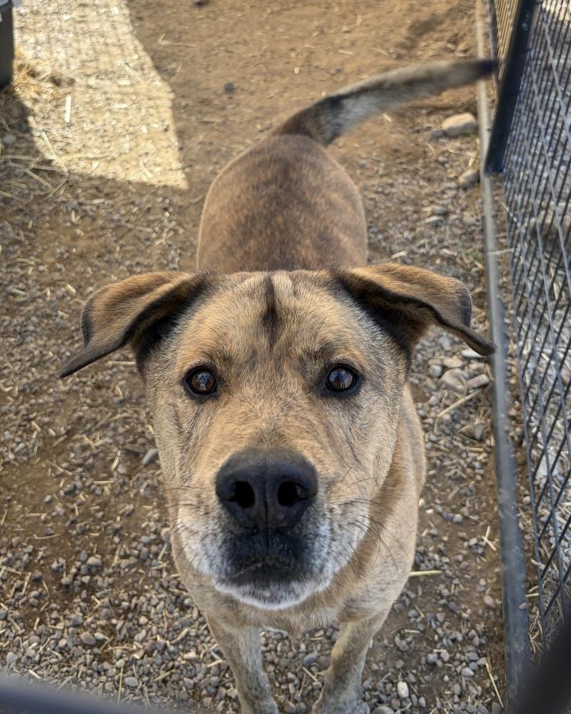 Enlarge Kevin, a Adoptable mixed breed in Challis, ID image 3/3