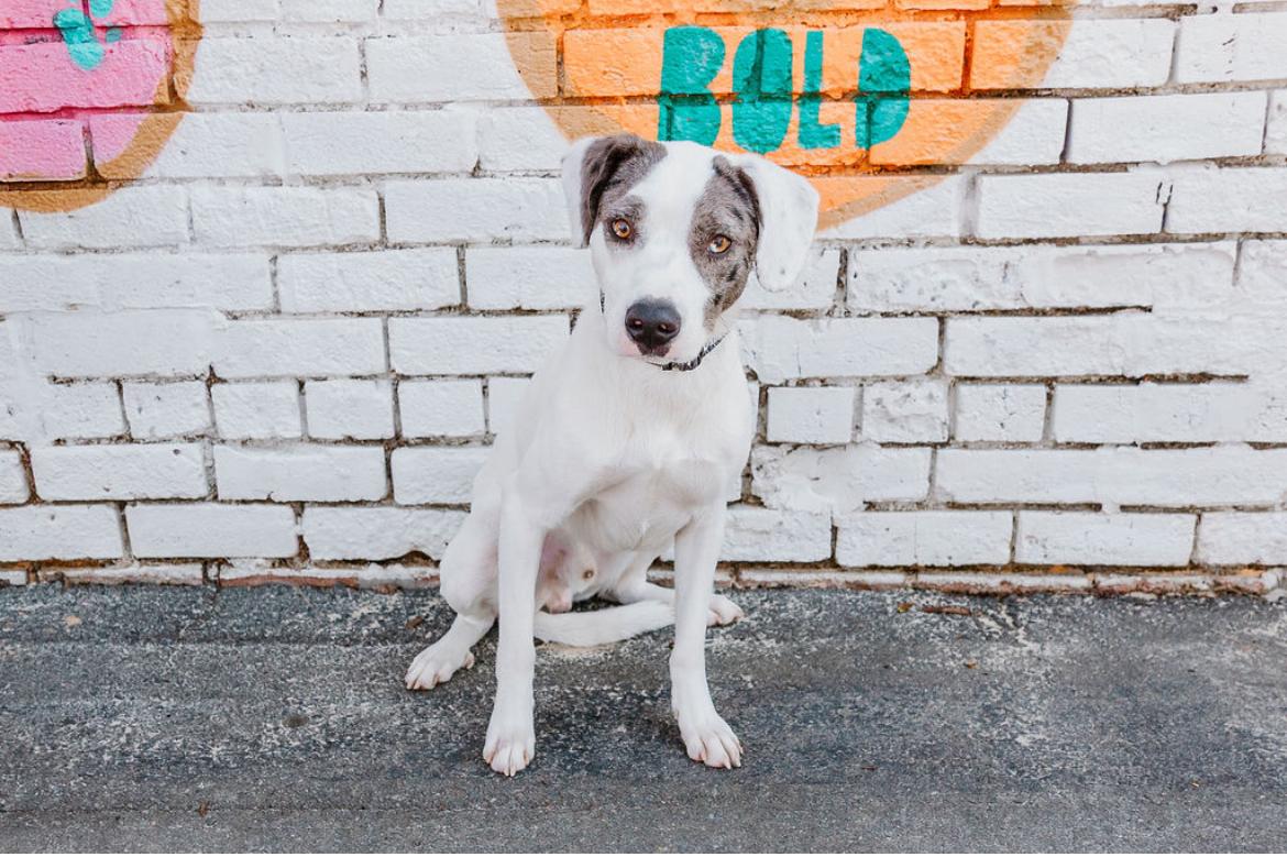 Jeff, ADOPTABLE, Adult Male Pointer.