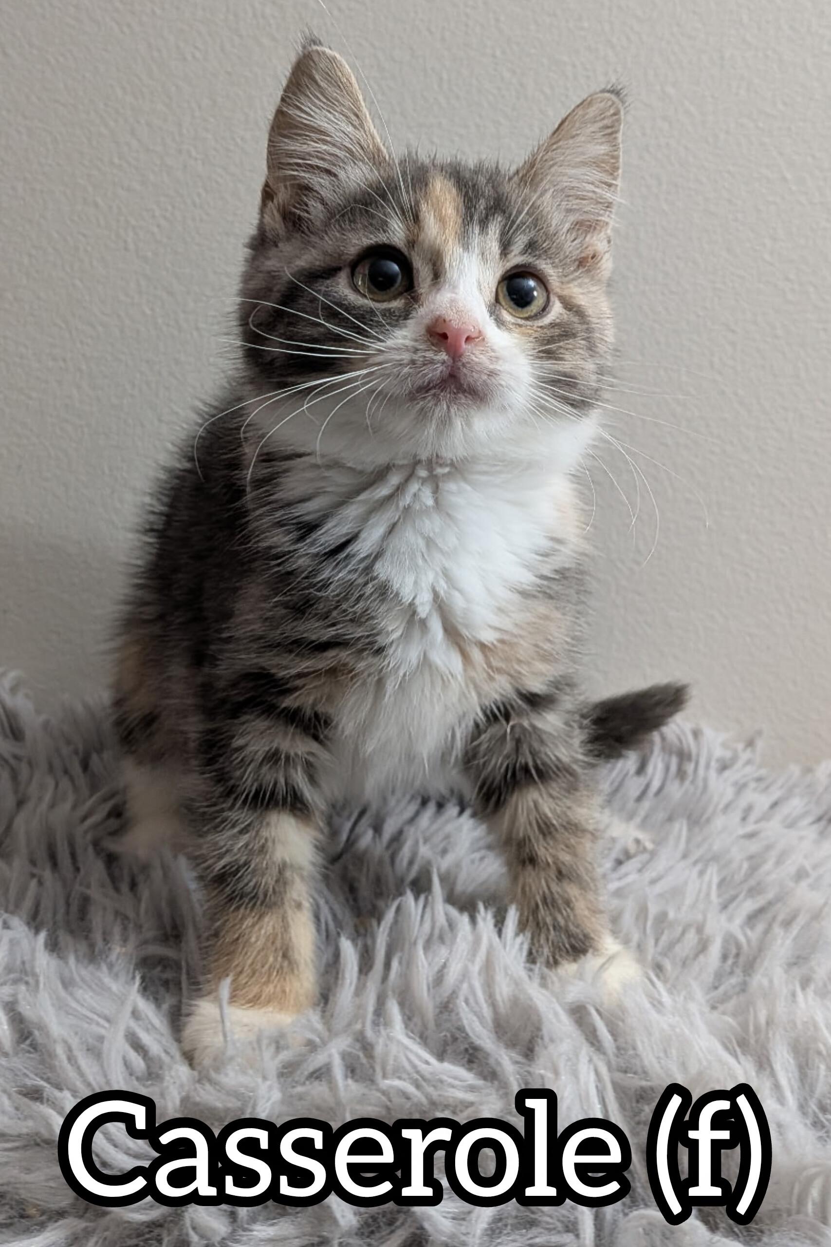 Pre-adoption: Casserole, Adoptable, Kitten Female Domestic Short Hair.