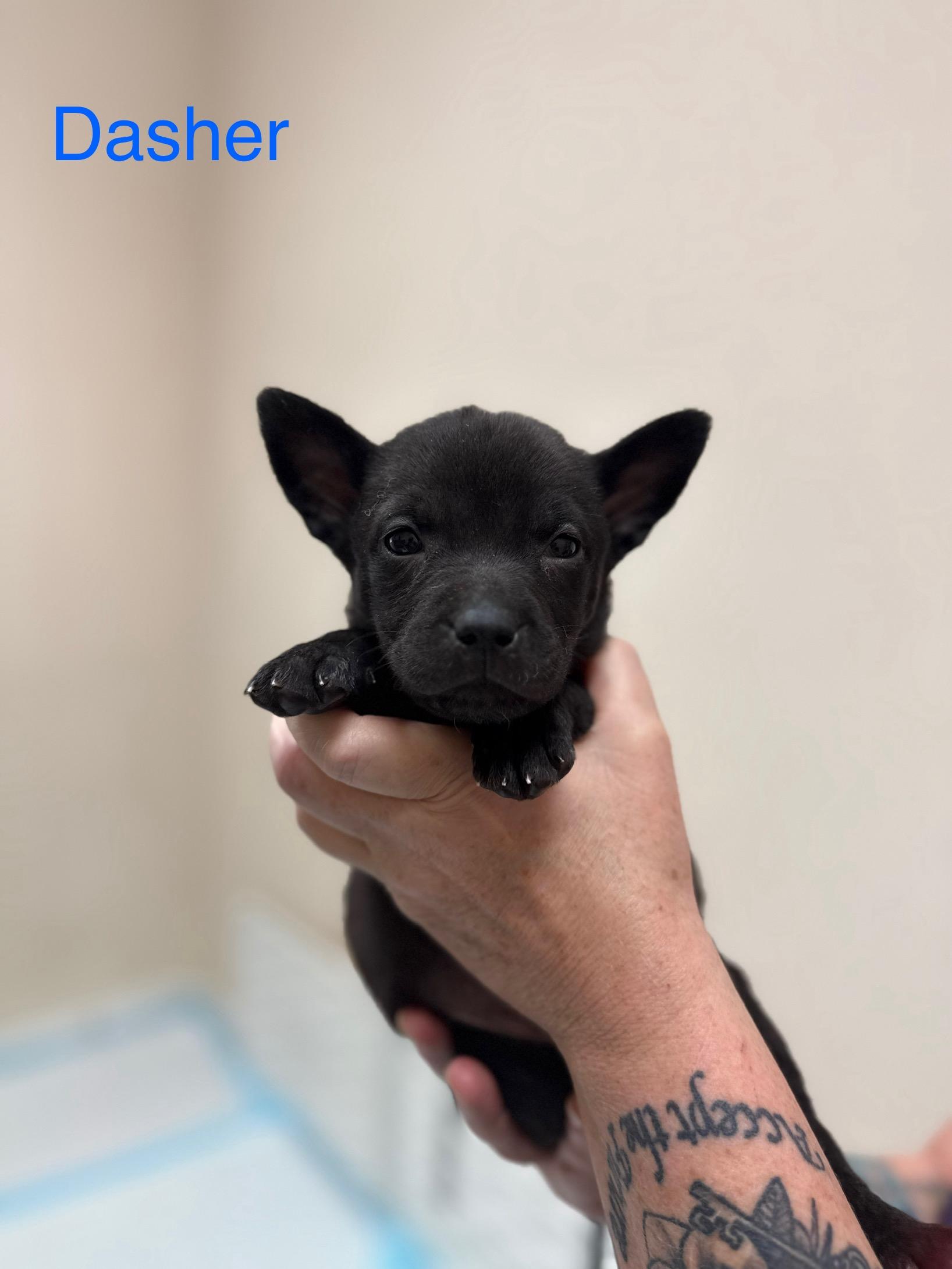 Dasher (Help Dasher find his way Home!), ADOPTABLE, Puppy Male Mixed Breed.