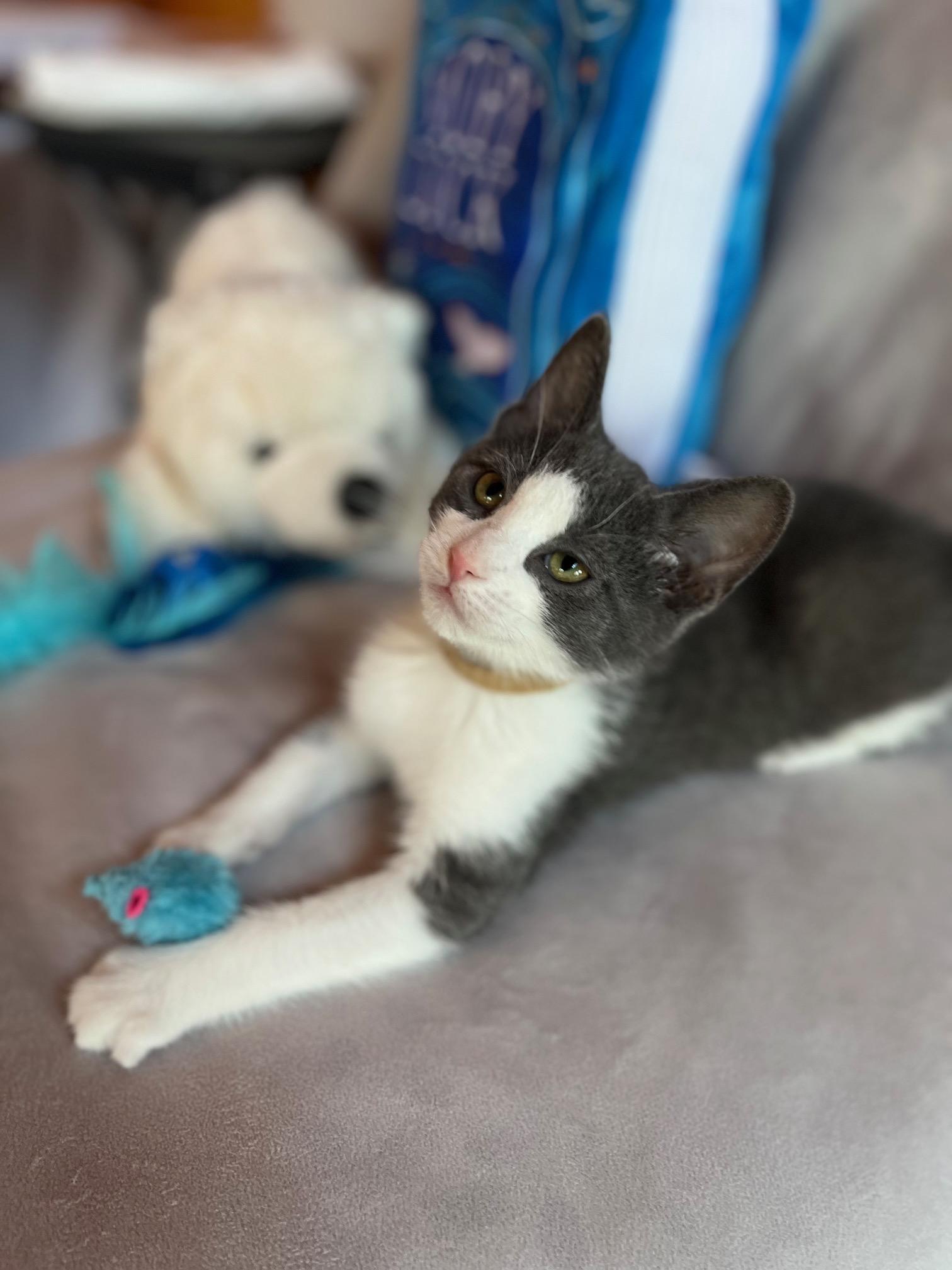 Duke (Dukes of Hazzard Litter), Baby Male unknown