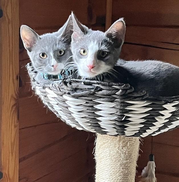 Duke (bonded with Luke; Dukes of Hazzard Litter), Adoptable, Kitten Male Domestic Short Hair.