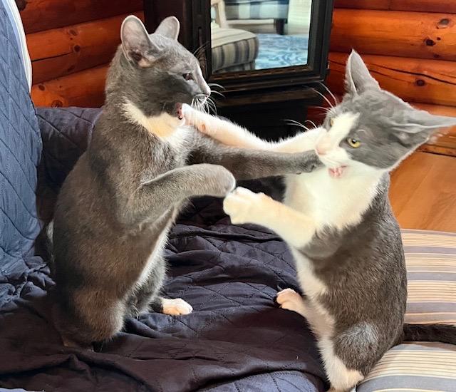 Duke (bonded with Luke; Dukes of Hazzard Litter)