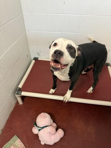 Karma, Adoptable, Senior Female Pit Bull Terrier.