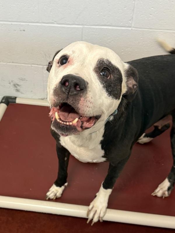 Enlarge Karma, a Adoptable mixed breed in Salisbury, MD image 2/2