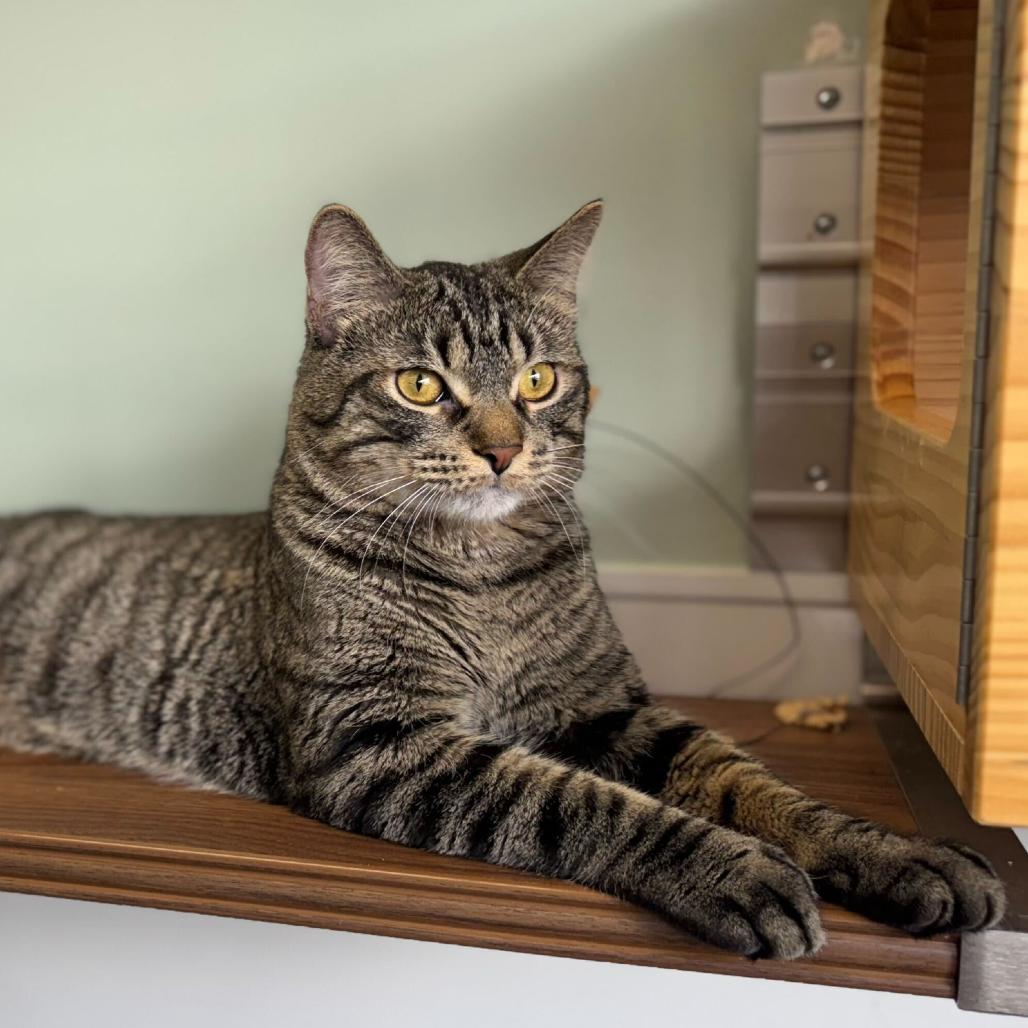 Marco, Adoptable, Adult Male Domestic Short Hair.