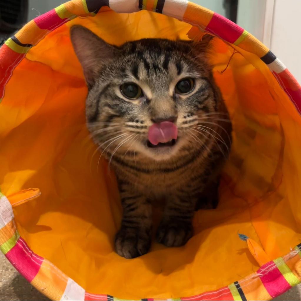 Enlarge Marco, a Adoptable Domestic Short Hair in Skokie, IL image 2/6