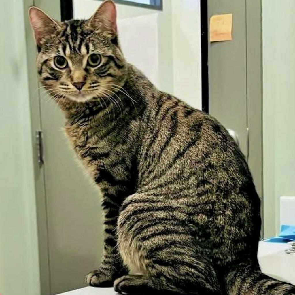 Enlarge Marco, a Adoptable Domestic Short Hair in Skokie, IL image 3/6