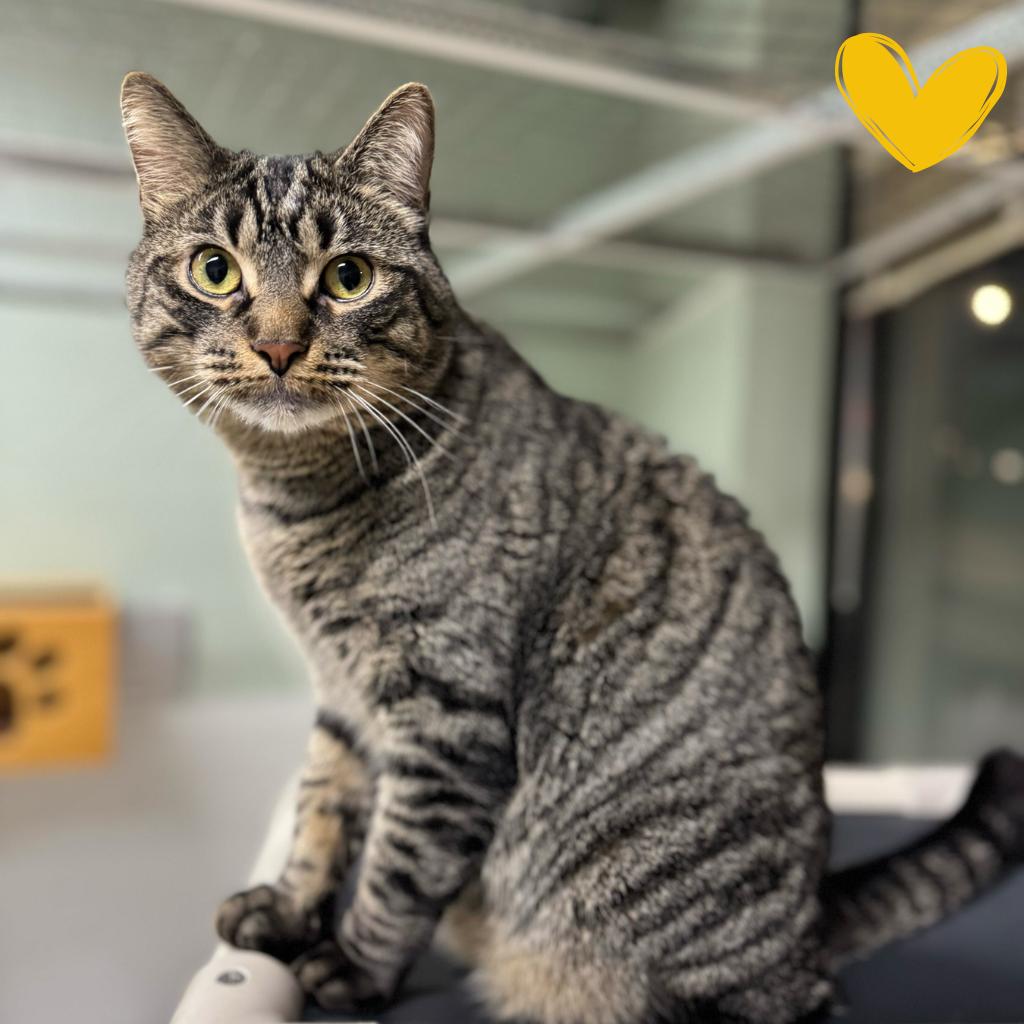 Enlarge Marco, a Adoptable Domestic Short Hair in Skokie, IL image 4/6