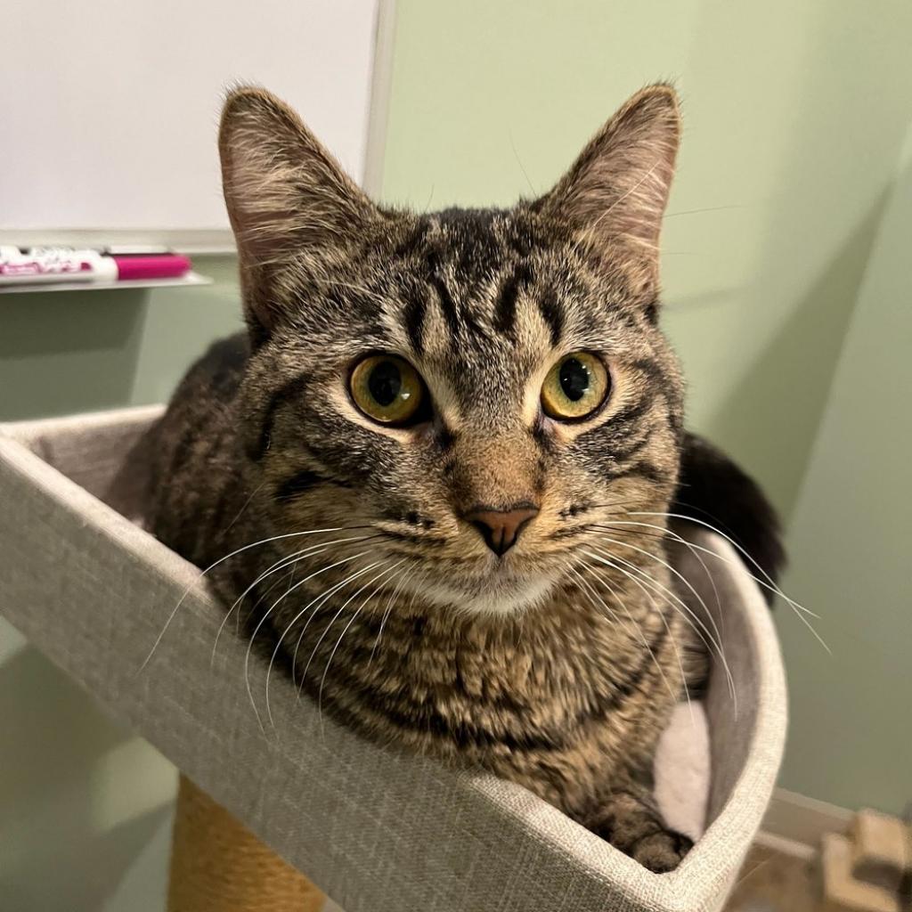 Enlarge Marco, a Adoptable Domestic Short Hair in Skokie, IL image 5/6