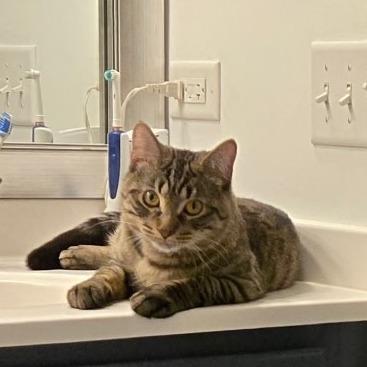 Enlarge Marco, a Adoptable Domestic Short Hair in Skokie, IL image 6/6