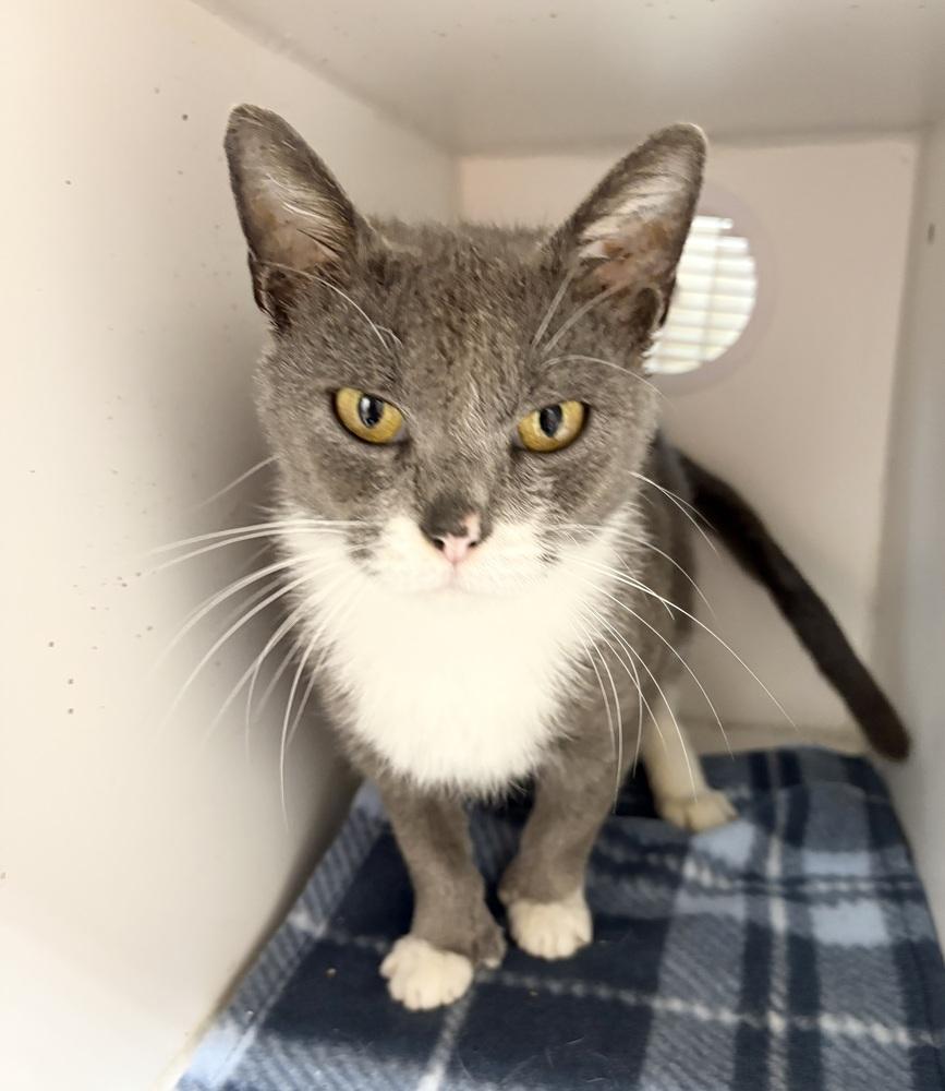 Gypsy ~ $0 Adoption Fee!, Adoptable, Adult Female Domestic Short Hair & Extra-Toes Cat / Hemingway Polydactyl.