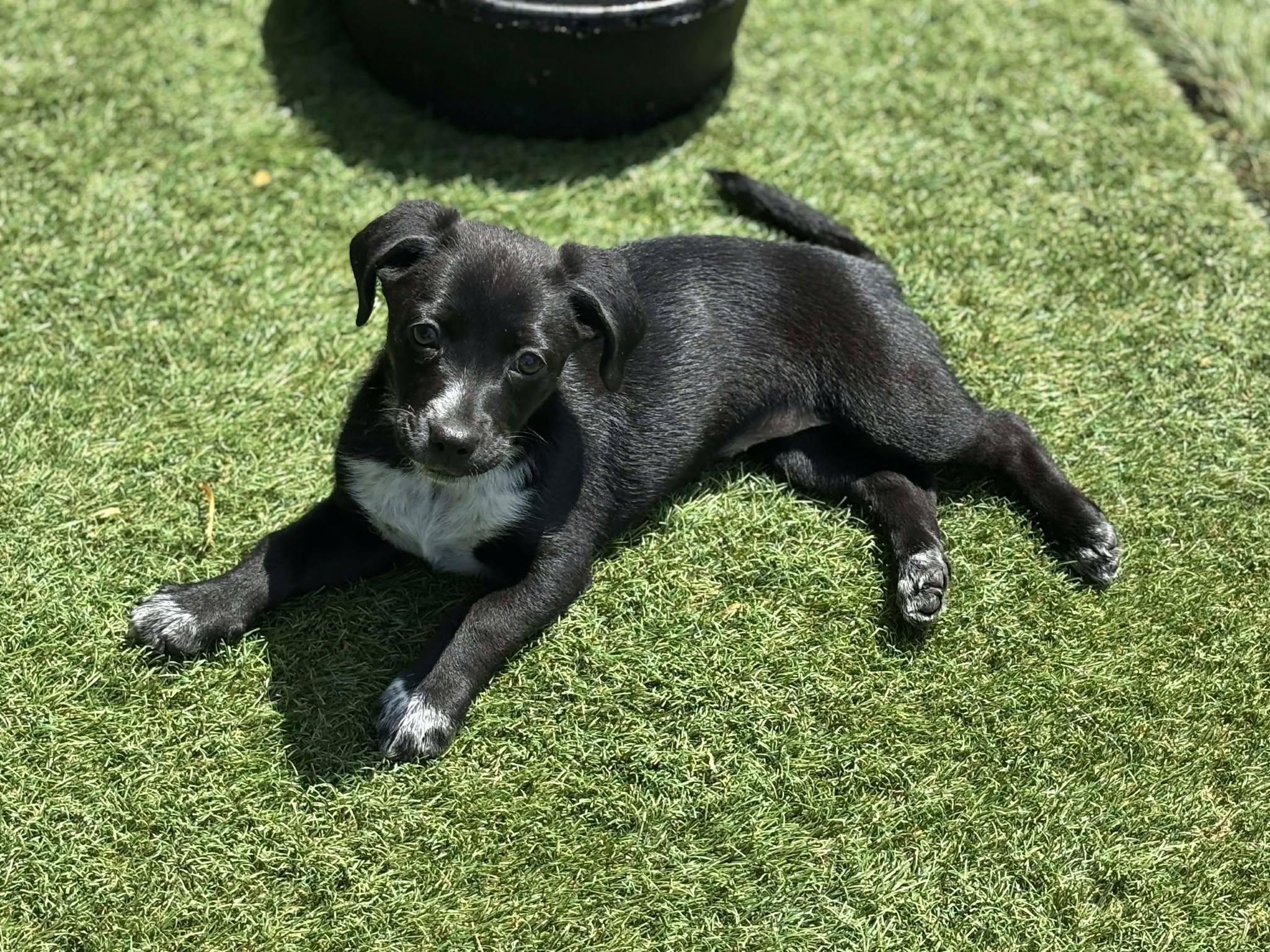 Annie, a ADOPTABLE Mixed Breed in Kenosha, WI image 4/5