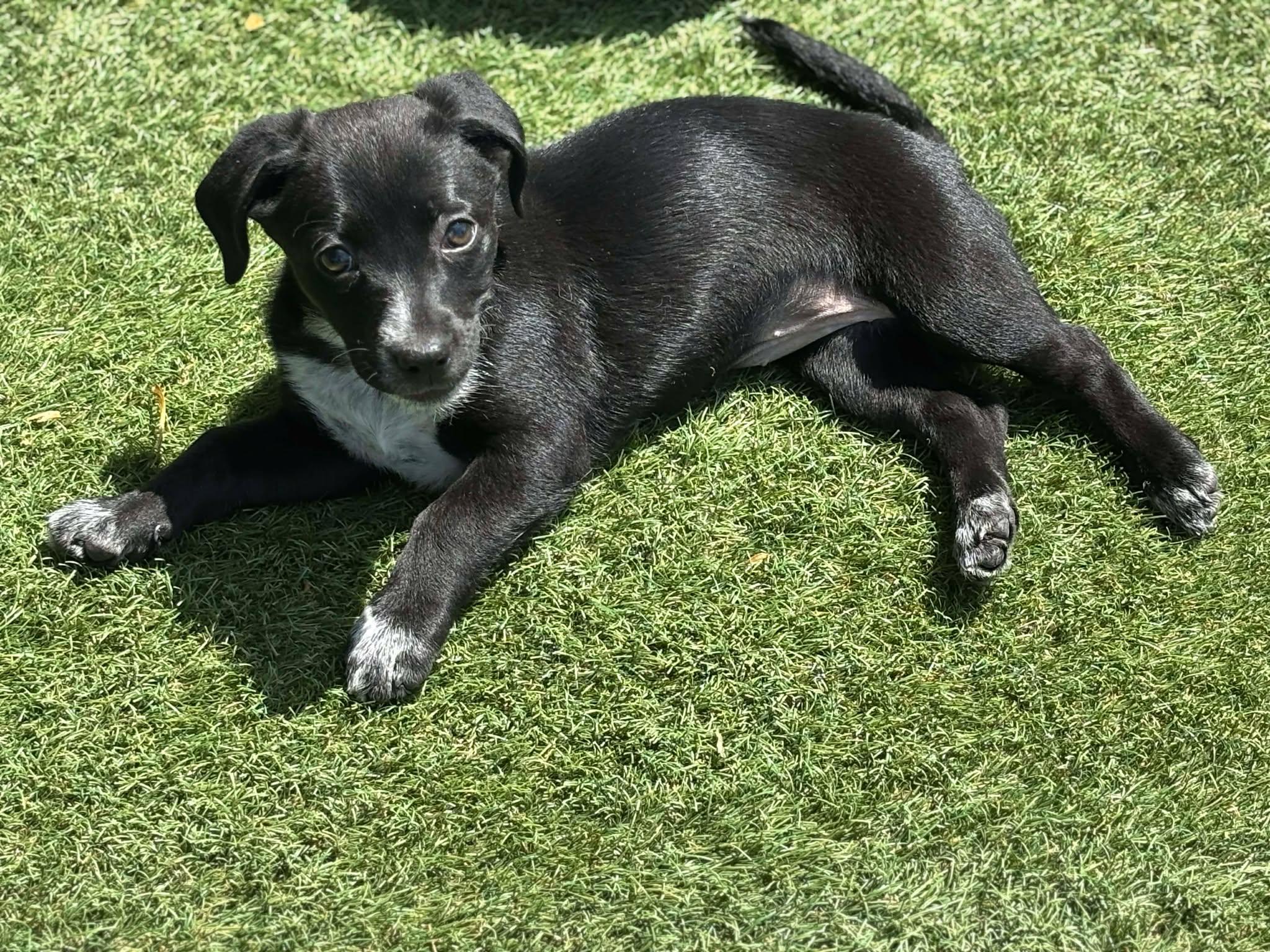 Annie, a ADOPTABLE Mixed Breed in Kenosha, WI image 5/5