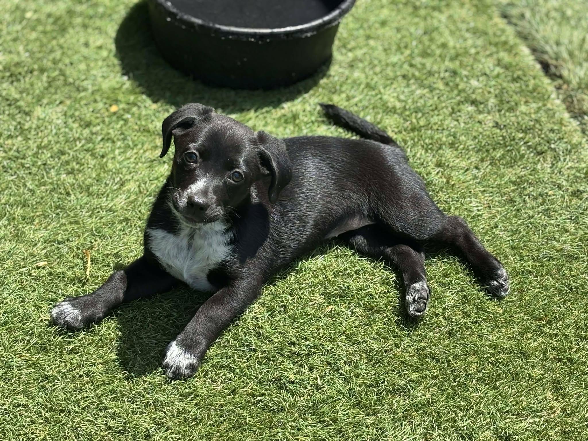 Annie, a ADOPTABLE Mixed Breed in Kenosha, WI image 1/5