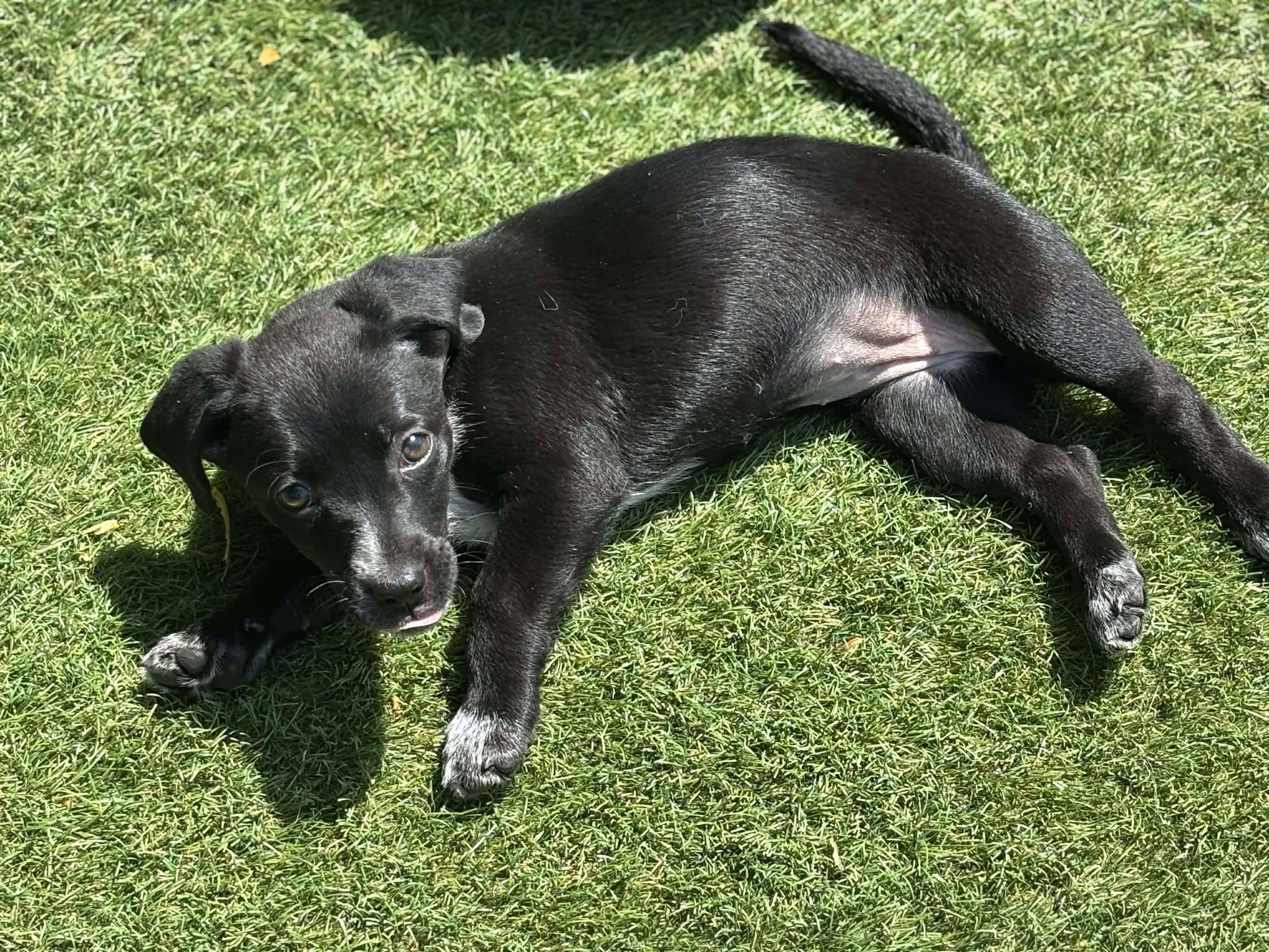 Annie, a ADOPTABLE Mixed Breed in Kenosha, WI image 2/5