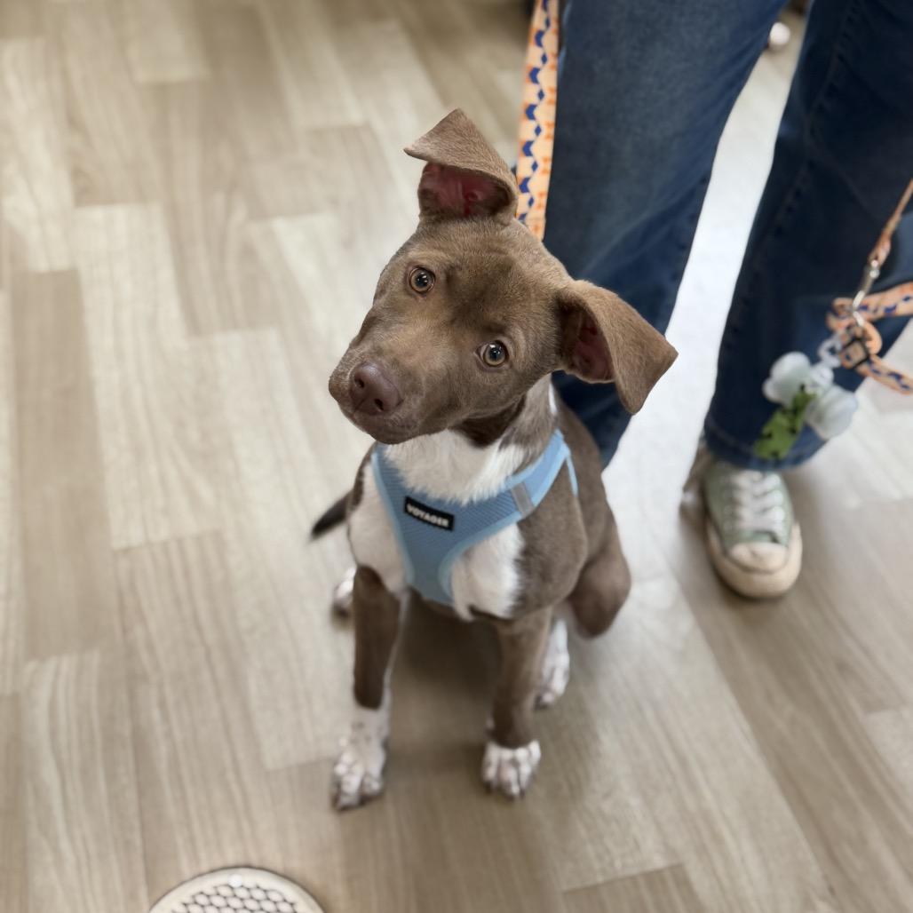 Enlarge Cherry, a Adoptable Mixed Breed in Rockville, MD image 1/4