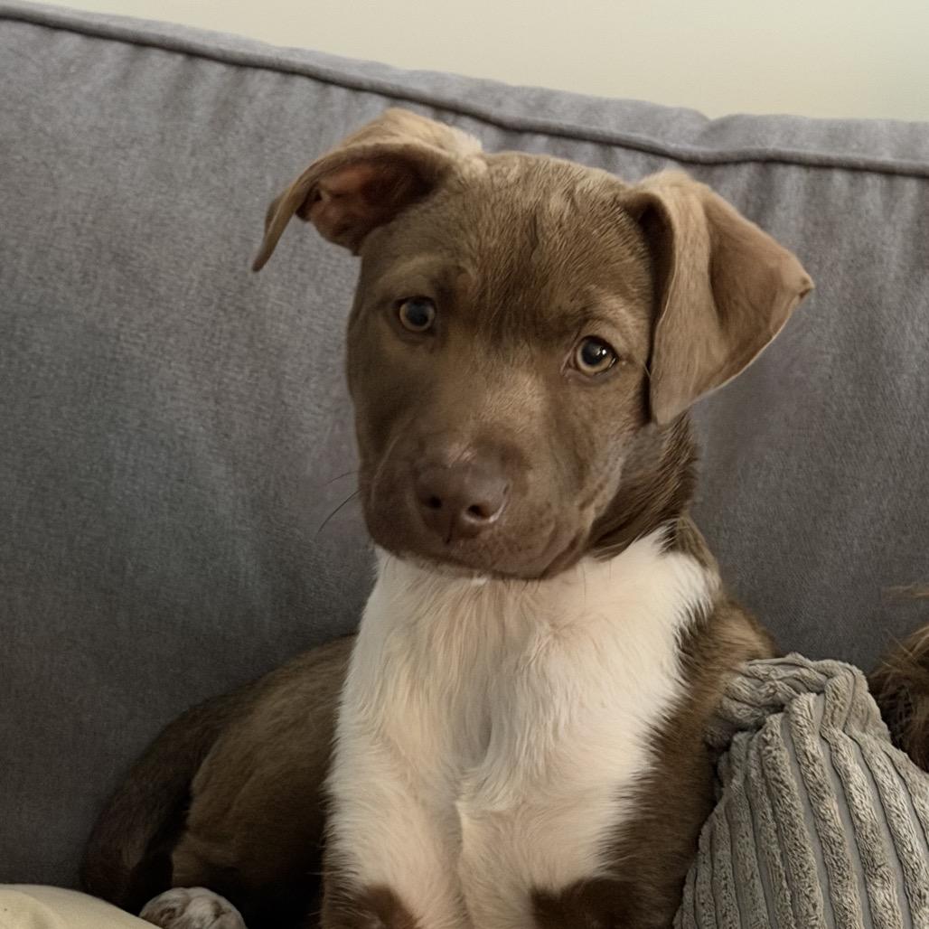 Enlarge Cherry, a Adoptable Mixed Breed in Rockville, MD image 1/2