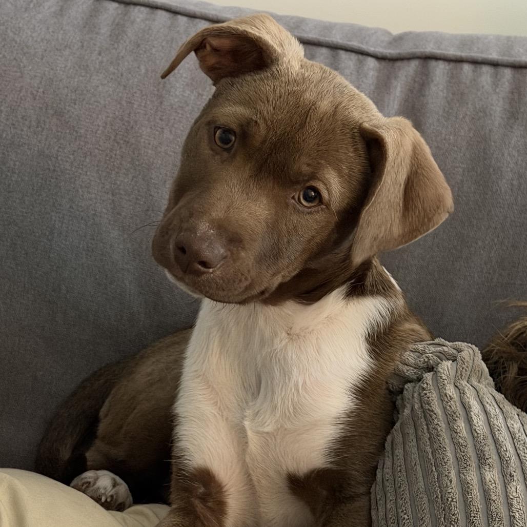 Enlarge Cherry, a Adoptable Mixed Breed in Rockville, MD image 2/2