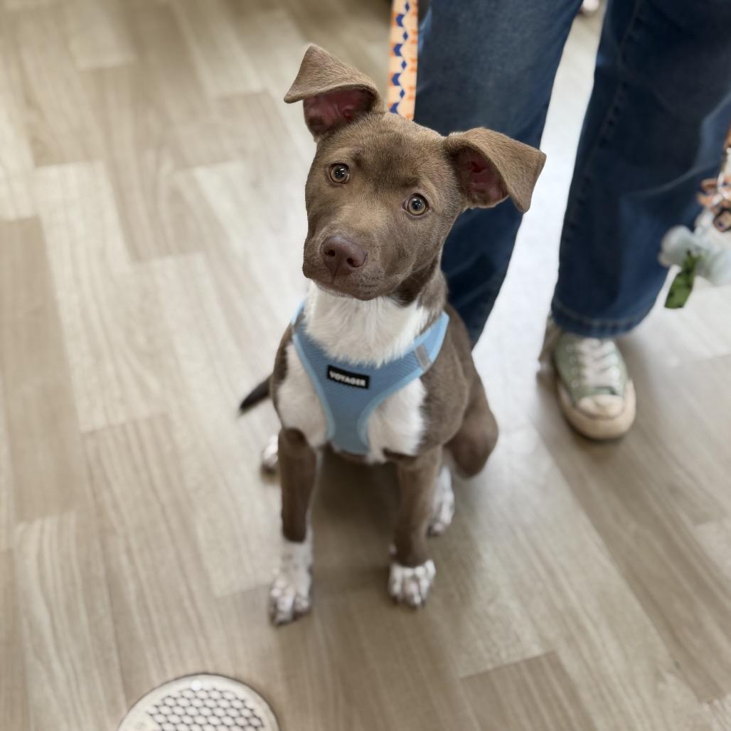 Enlarge Cherry, a Adoptable Mixed Breed in Rockville, MD image 4/4