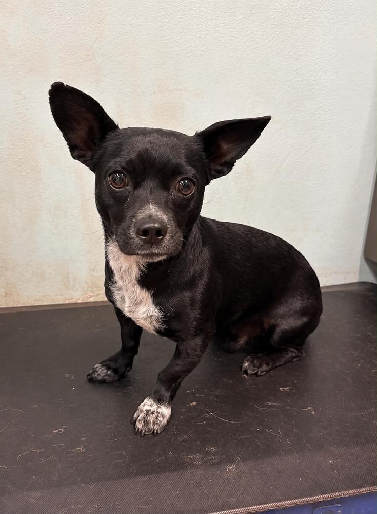 Johnny, Adoptable, Adult Male Dachshund & Boston Terrier.