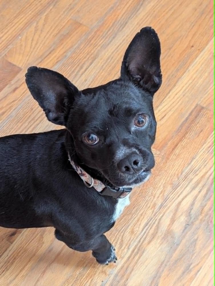 Johnny, a Adoptable mixed breed in Boulder, CO image 2/3