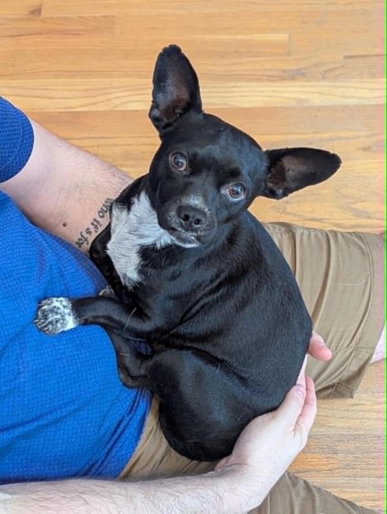 Johnny, a Adoptable mixed breed in Boulder, CO image 3/3