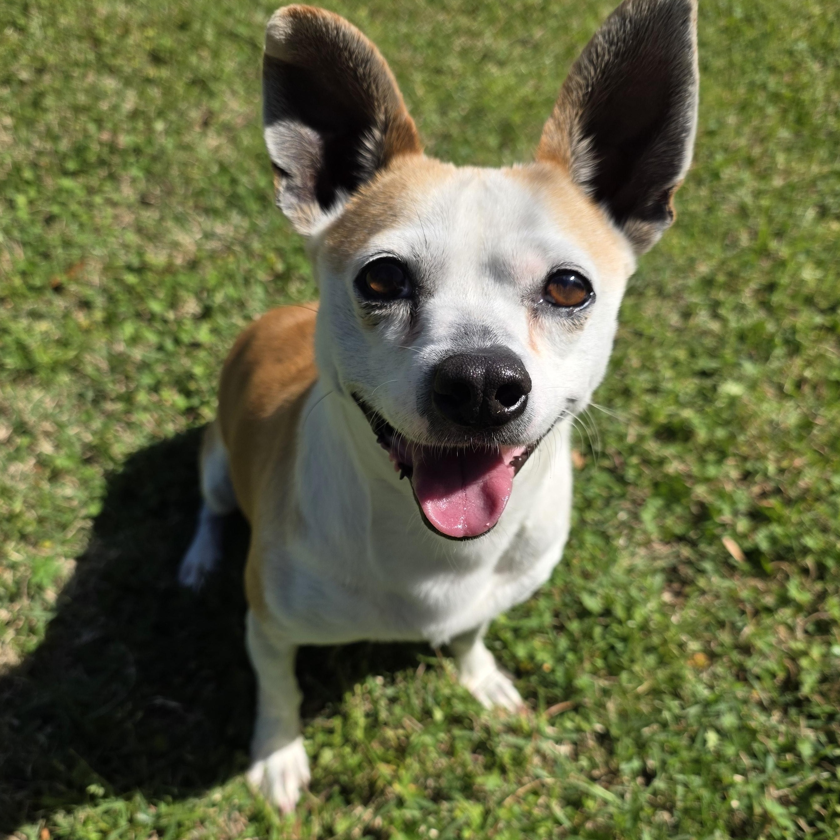 Dude, adopted, Adult Male Mixed Breed.