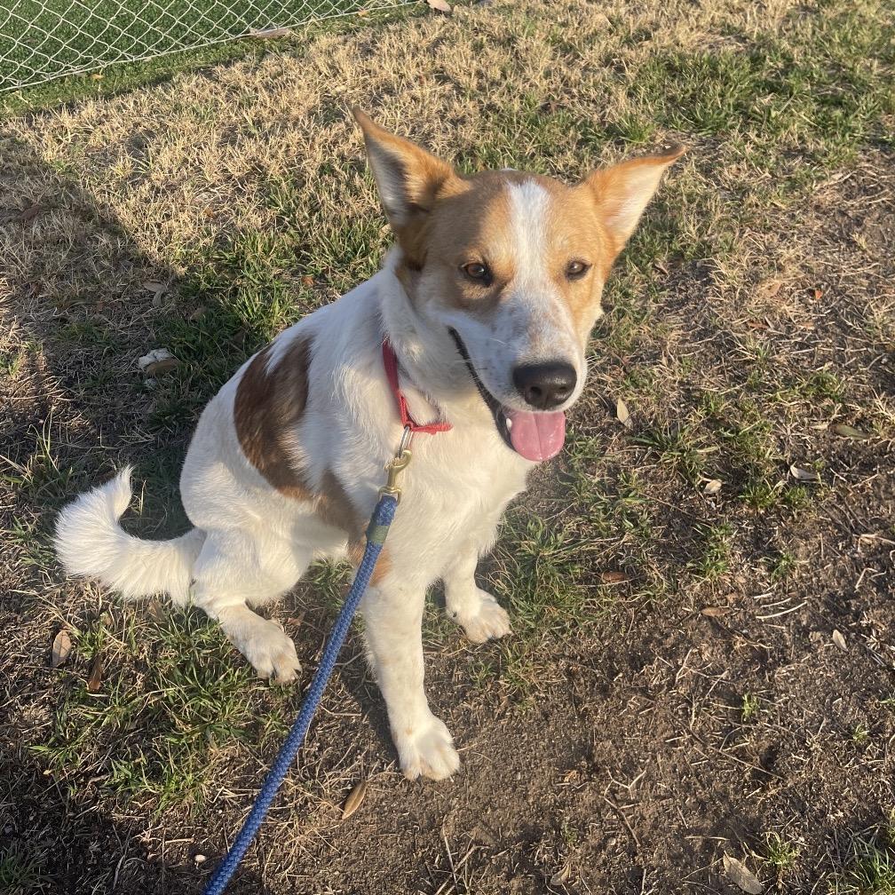 Smores Graham Cracker