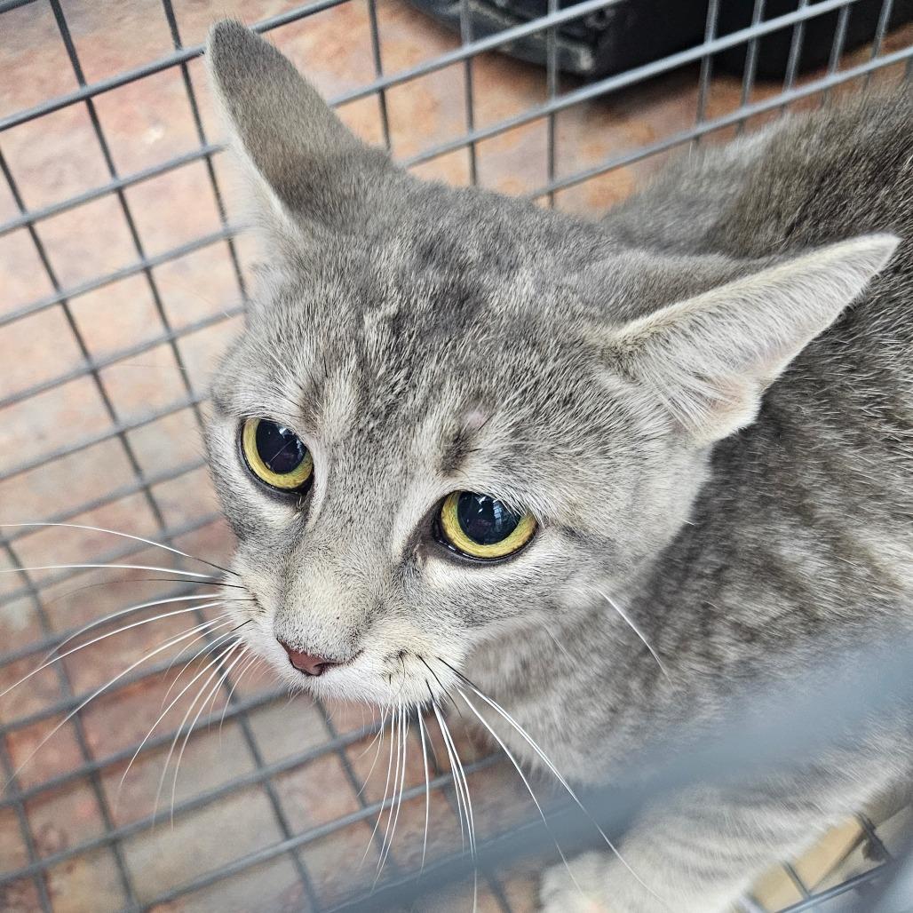 Enlarge Silver, a Adoptable Domestic Short Hair in Corydon, IN image 1/1