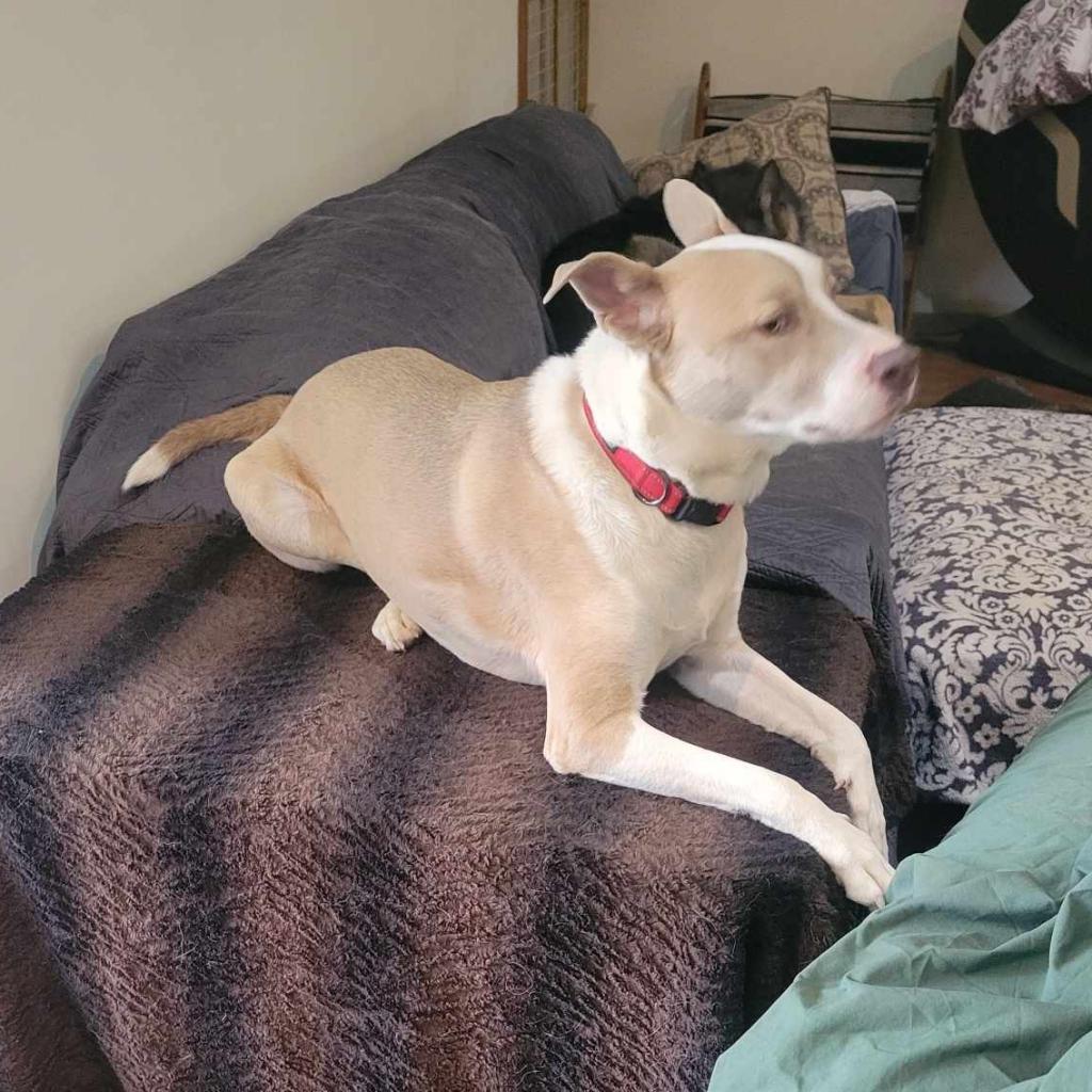 Sokay, Adoptable, Adult Female Husky & Boxer.